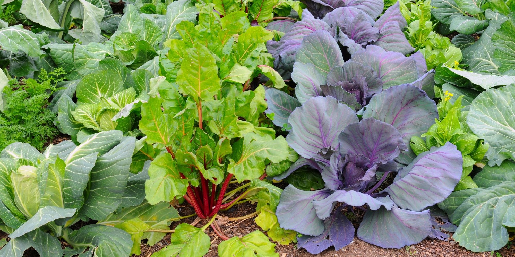 jardin comestible 2